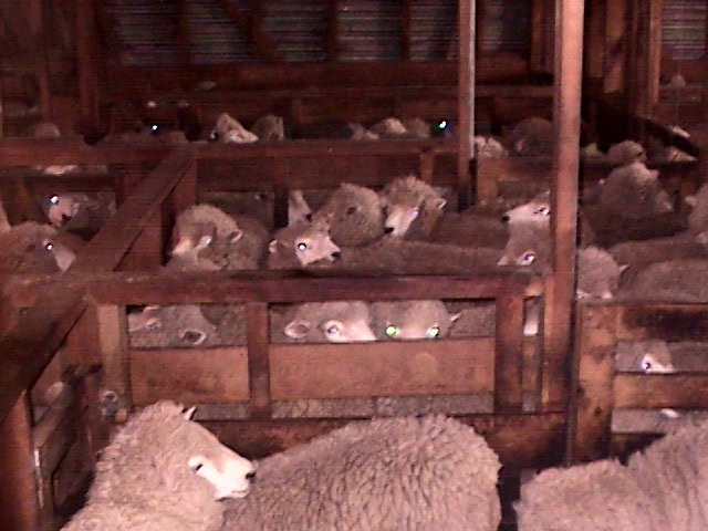 Les moutons en attente (avt plan: catching pen)