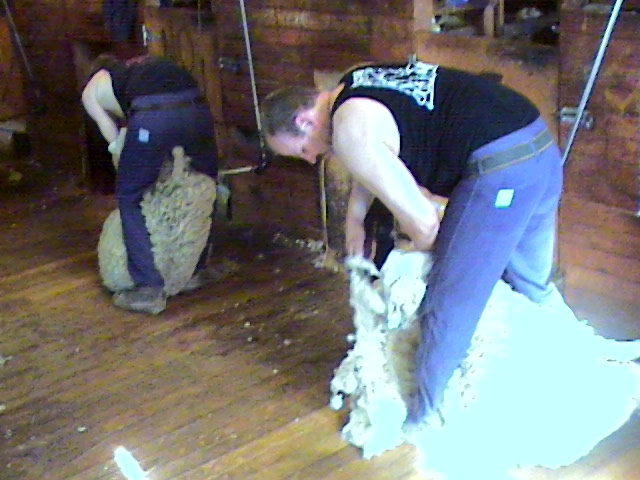 Les tondeurs en action