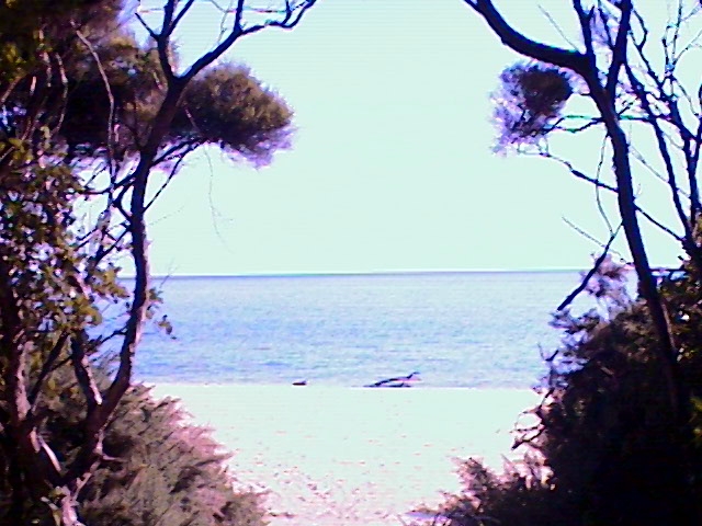 L'entree dans la foret a Anapai beach