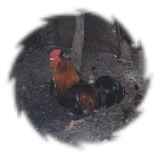 Cock-a-doodle-do! 