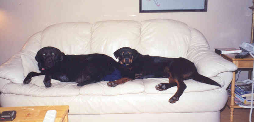 Chester and Otis - Kickin it on the couch (not the love seat!)