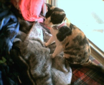In Loving Memory. R.I.P. Jungle Jane. NO STEALING