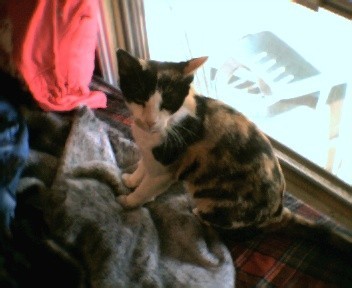 In Loving Memory. R.I.P. Jungle Jane. NO STEALING