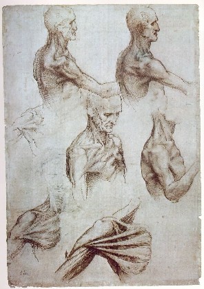 c. 1515 - Muscles Of The Neck And Shoulders