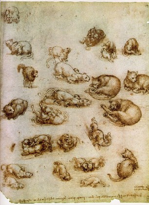 1517-1518 - Study Of Cat Movements And Positions