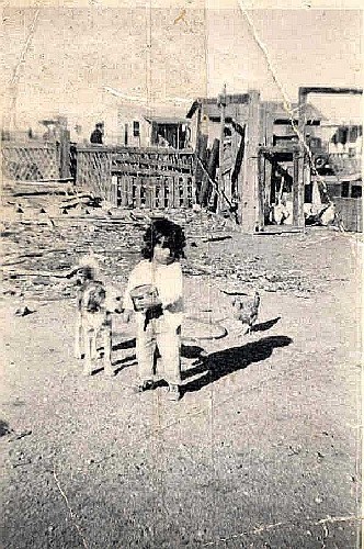 Baby Owl In The Early 50s