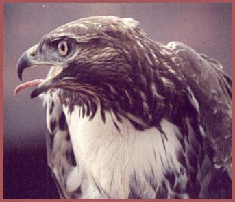 Red-tailed hawk of Northern Oklahoma