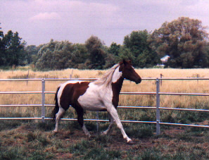 Khodi, 16.2&nbsp; 3/4 Paint, 1/4 Arab