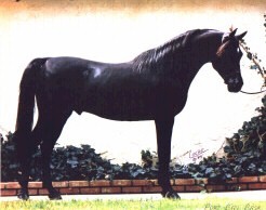 Port Bay Bask stands at Wild Rose Arabians, Perris, CA