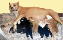 Ricarda's first litter