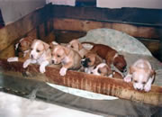 Hani EOC puppies
