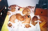 Siesta