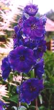 fleurs