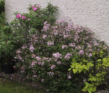Bienvenue dans mon jardin!