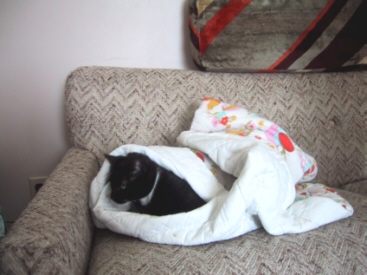 Vie de Chat!
