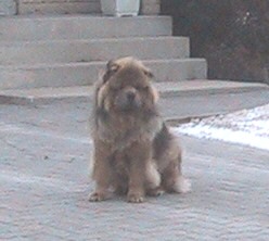 chien de garde