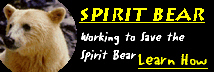 Save the Spiritbear