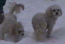Snow3