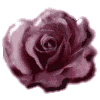 nikrose