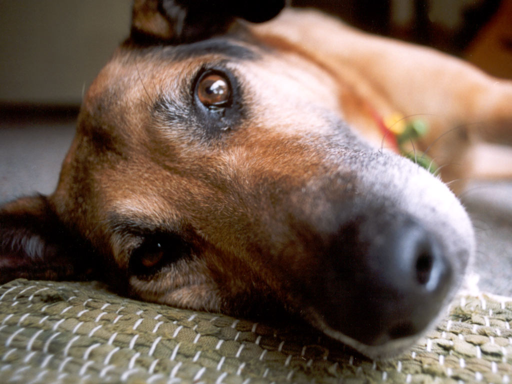 dog