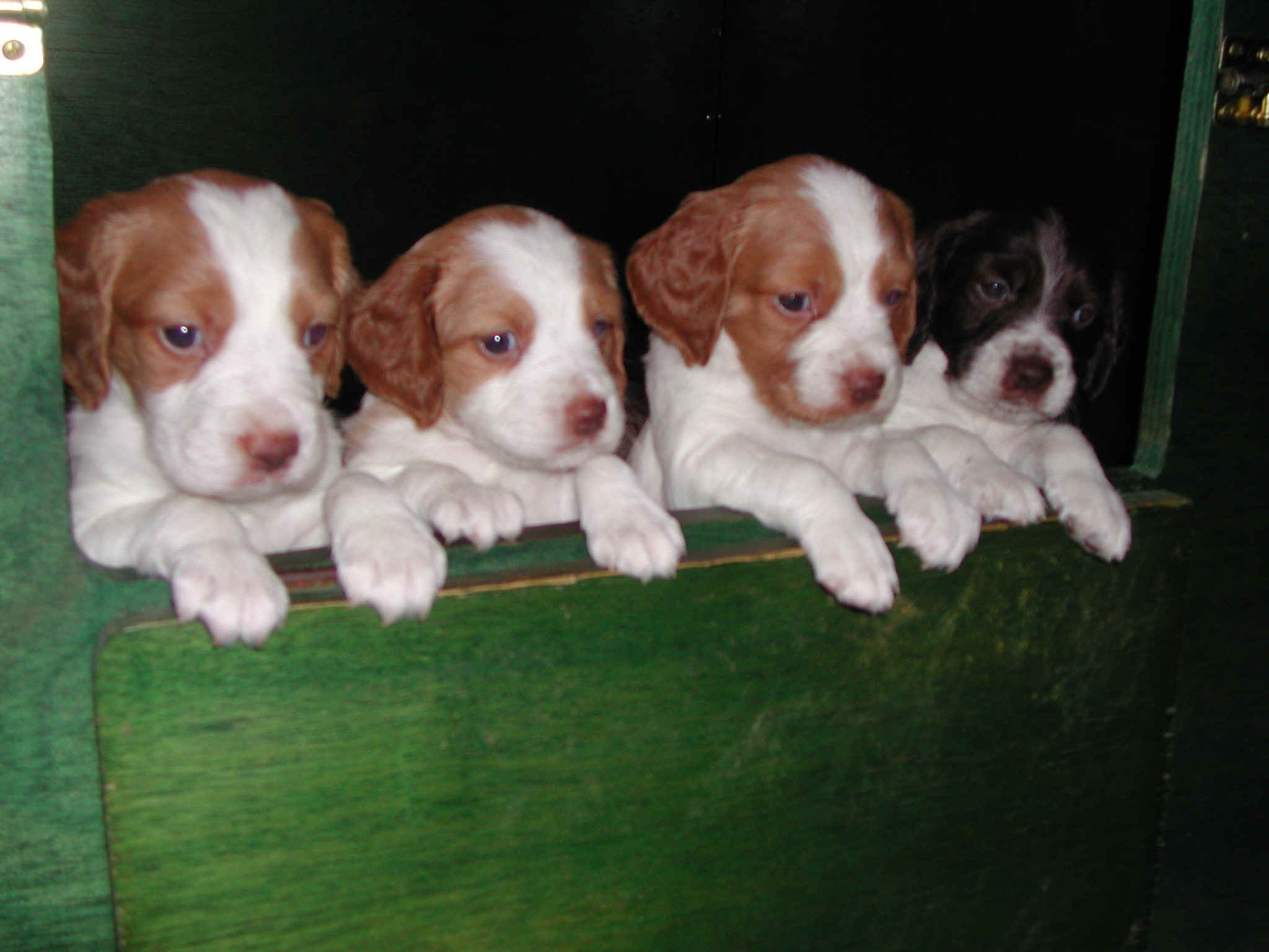 puppies