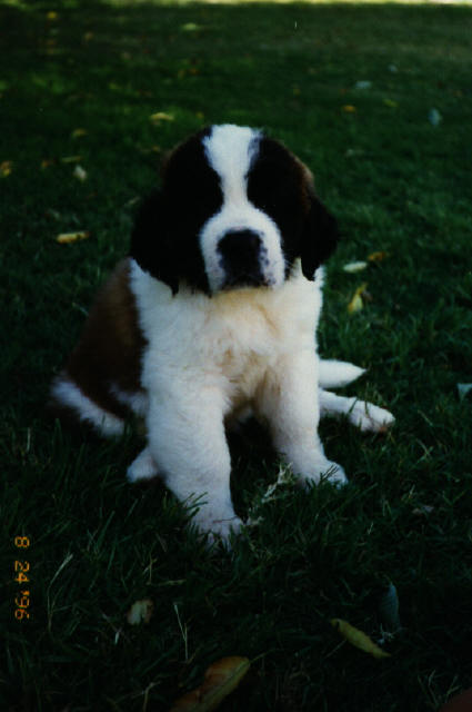 puppy