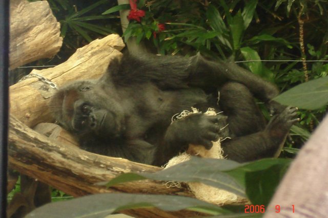 cutegorillalayingdown.jpg