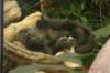 cutegorillalayingdown_small.jpg