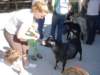 feedingthegoats_small.jpg