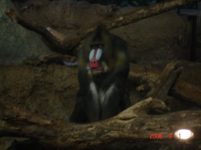 meanmonkey.jpg