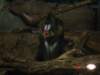 meanmonkey_small.jpg