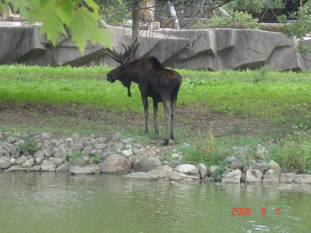 moose.jpg