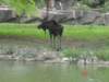 moose_small.jpg
