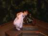 skyandthebabygorilla_small.jpg