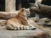 tiger_small.jpg