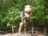 trex_small.jpg