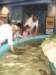 pettingstingraysandsharks_small.jpg