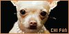 Chihuahua Fan