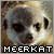 Meerkat Fan