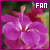 Hibiscus Fan