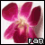 Orchid Fan