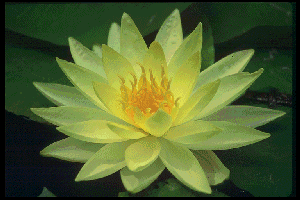 photo CD lotuses and Barbara Lierson's lotus photo
