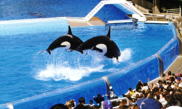 Shamu
