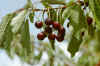 cherries.jpg (36781 bytes)