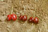 cherryboobies.jpg (61080 bytes)