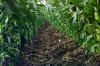 crops.jpg (49198 bytes)