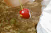 ladybug.jpg (21145 bytes)
