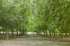 trees.jpg (55053 bytes)