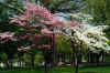 cherry2.jpg (87955 bytes)