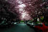 cherry.jpg (62431 bytes)